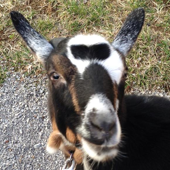 Meet your Posher, Aleshia - Picture 1 of 1